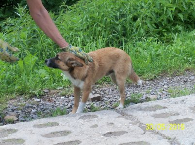 Pies znaleziony 30 maja